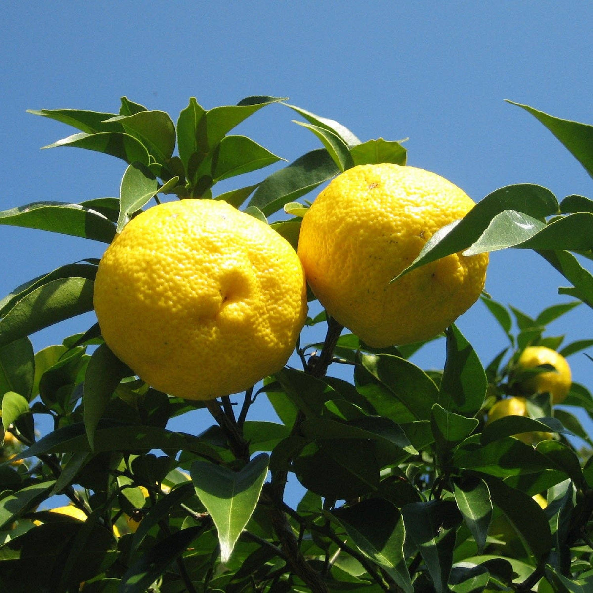 Yuzu Finishing Salt — 1.34 oz